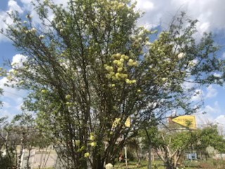 TheBarnWorld's tweet photo. Spring unfolds her vibrant wings at The Barn.

Snowball Viburnum leads the possibility for journey into the organic future.

#localharvest #localfoodnearme #gardeningclasses #gardening #localproducedfw #organicfood #dfw #regenerativefarming #growyourownfood #nongmo  #farmschool https://t.co/SP5MQawXvi