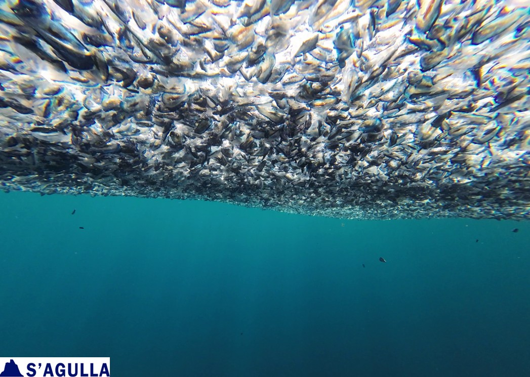 S'Agulla Educa. Med. (@sagullaem) on Twitter photo Barquetes de Sant Pere... des de sota! / Sea rafts... from below!
gorgoniesdelaselva.blogspot.com/2025/03/barque… Barquetes de Sant Pere... des de sota! / Sea rafts... from below!
gorgoniesdelaselva.blogspot.com/2025/03/barque…