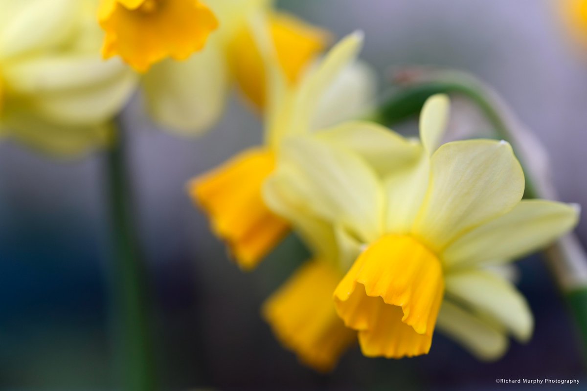 dynamicsoflight's tweet photo. More colours and more flowers around the garden! Such a great time of year with the daffodils hitting peak and the erythronium following on.

#spring #springflowers #springflowering #erythronium #daffodil #narcissus #fritillaria https://t.co/W3QsOD0mFx