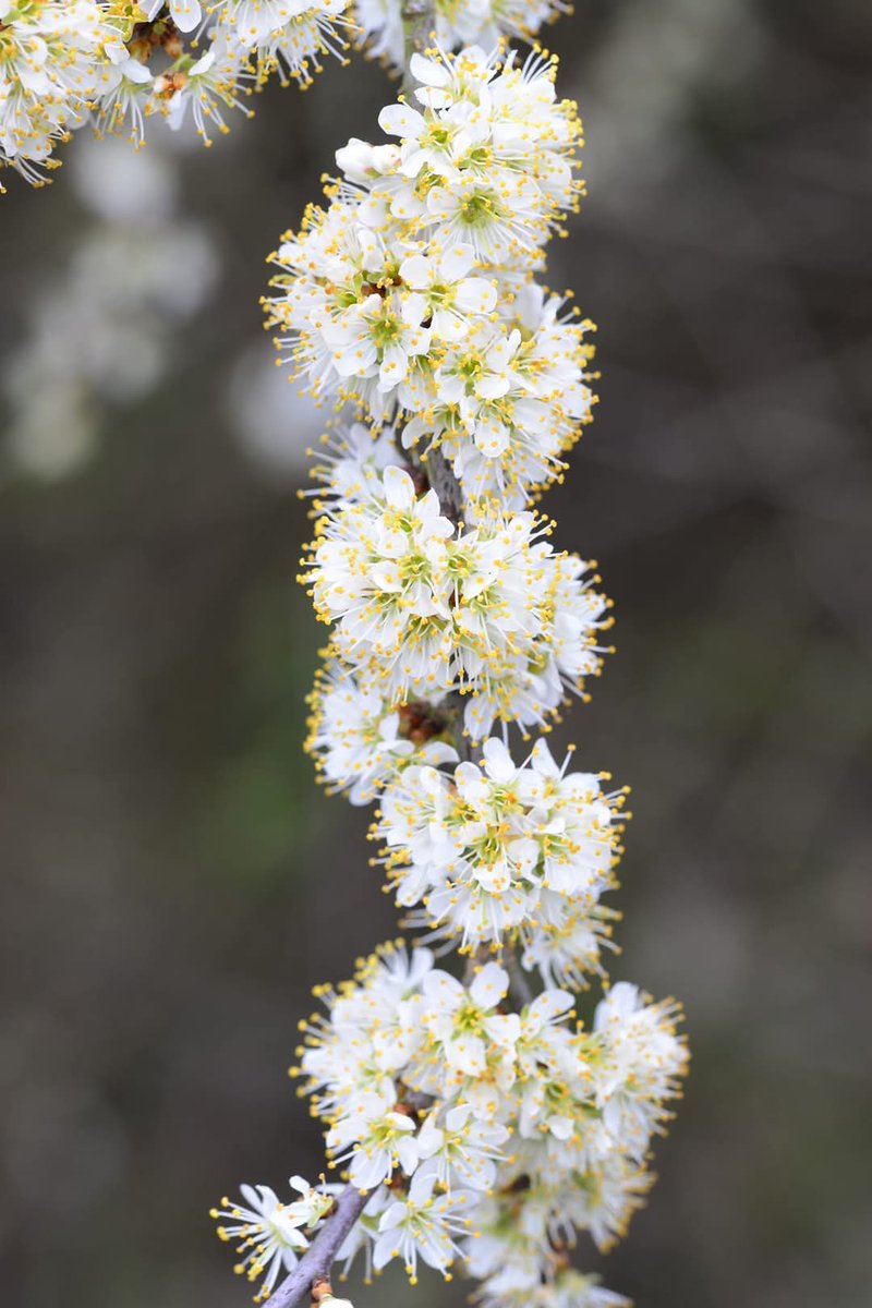 David Robinson 💙 🇺🇦 (@david_1953) on Twitter photo Definitely the look of Spring at <a href="/Nottswildlife/">Nottinghamshire Wildlife Trust</a> <a href="/AttenboroughNR/">Attenborough Reserve</a> today. Definitely the look of Spring at <a href="/Nottswildlife/">Nottinghamshire Wildlife Trust</a> <a href="/AttenboroughNR/">Attenborough Reserve</a> today.