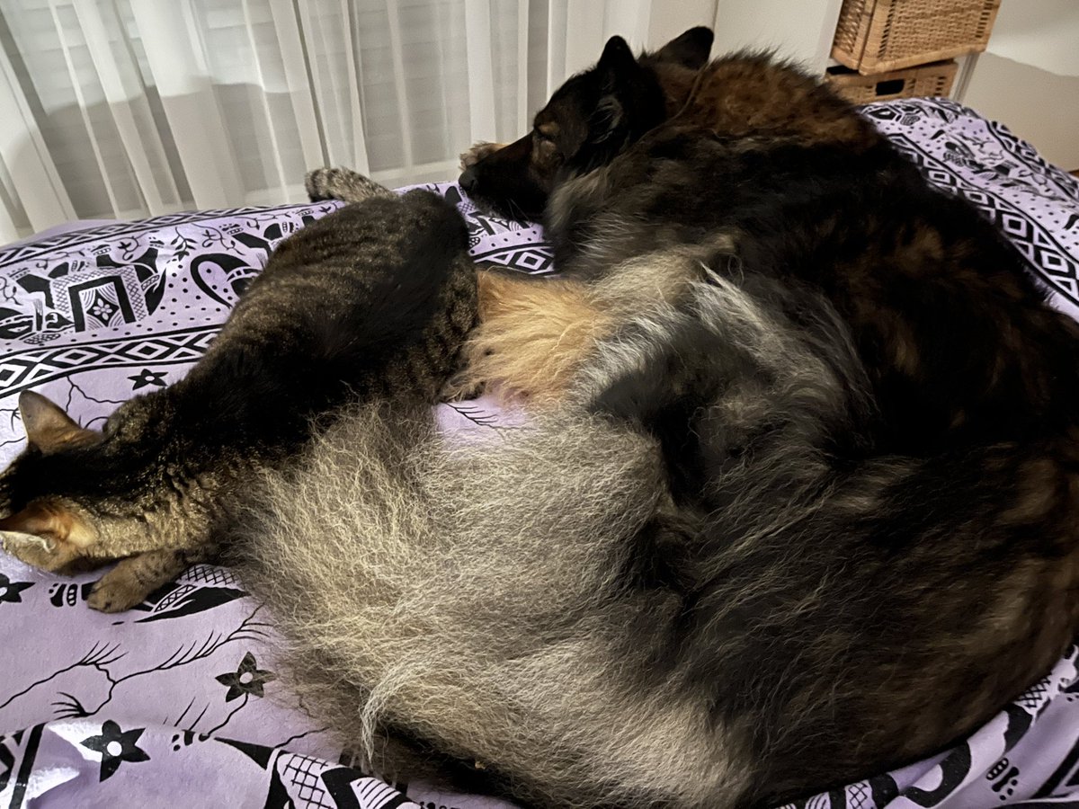 avalons_luna's tweet photo. Gute Nacht - schlafen wir uns die Welt schön https://t.co/MHL6Fl1sQk
