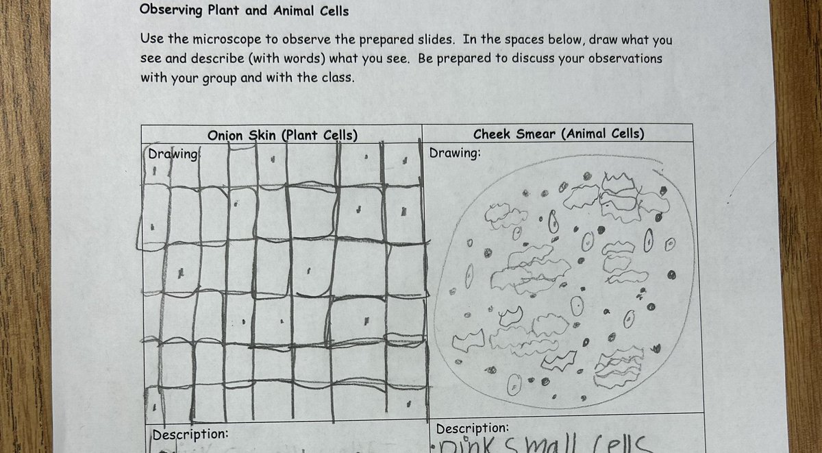 Today in 5th grade we observed plant and animal cells using microscopes. We are learning to think like scientists in order to understand the world around us 🔬🪴😎🔬