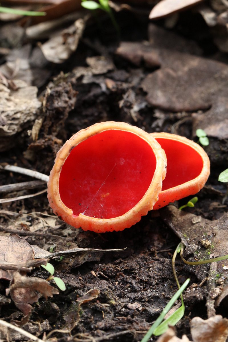 The Scarlet Elf Cup (Sarcoscypha austriaca) is making a magical appearance in our woodlands at #WilderDoddington 🍂

This enchanting #fungus is not only a harbinger of spring, but also a part of folklore, where wood elves were believed to sip morning dew from its cups 🧝‍♀️