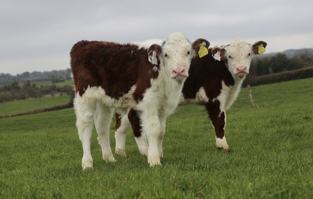 Kilsunny_Herd's tweet image. Two happy little calves 😎 #spring25
