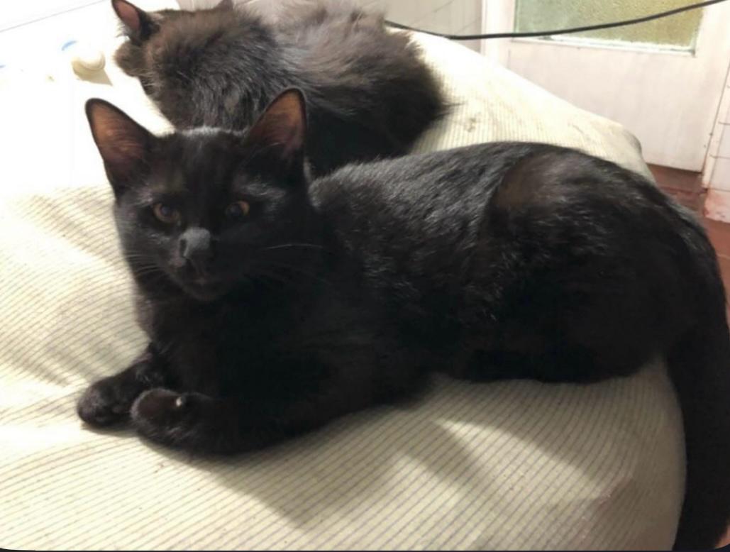 LauraB_Elejalde's tweet photo. Hola a todos! Hoy vengo a pedirles ayuda para encontrar un hogar para nueve gatos.
Conocí el caso de una señora que falleció recientemente, dejando a sus gatos, que fueron su familia. Estos gatos nunca han conocido a nadie más que a ella, y están muy asustados y solos. https://t.co/Sm7sS460iz
