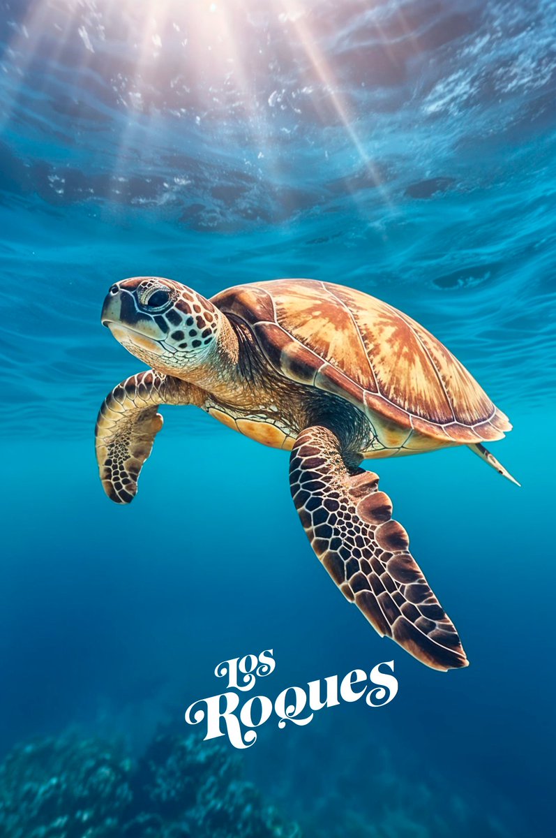 Trabajo admirable el que realizan en nuestro Parque Nacional Archipiélago Los Roques. Cayo Dos Mosquises.
Área de investigación de las tortugas 🐢 asombroso 🇻🇪
#losroques #golosroquesvzla #venezuela #archipielago #travel @losroquesparadise #losroquesparadise🐬🐢🏊🚣🏻🐡🐋💙