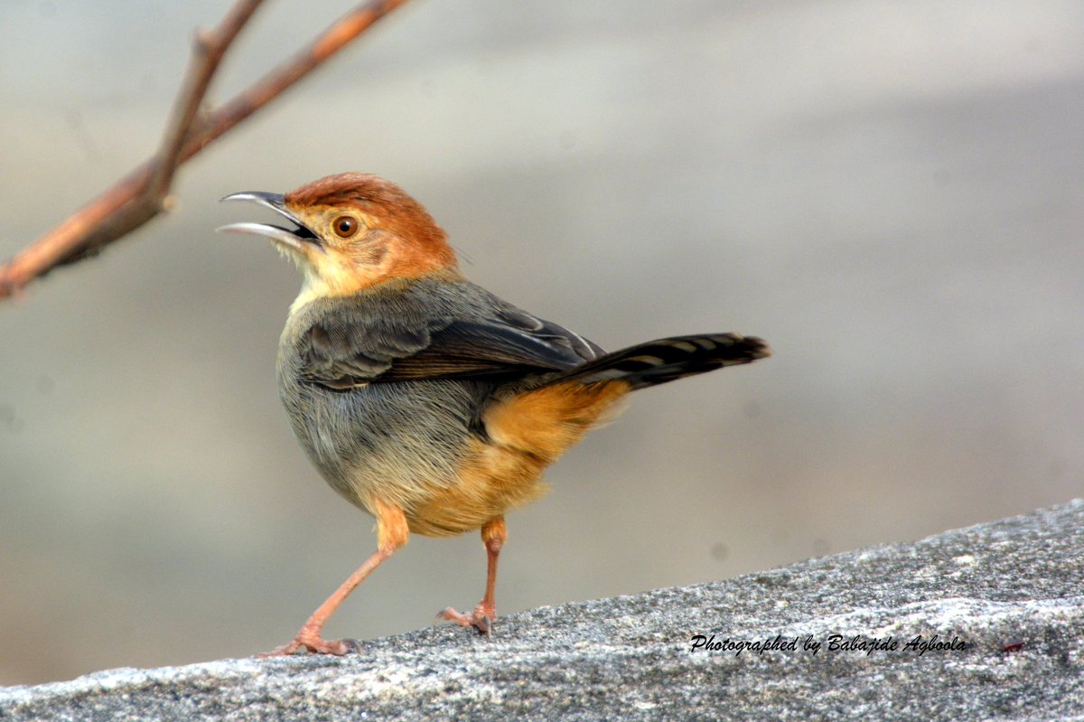 The Rock-loving Cisticola is a large, long-tailed #bird with a plain appearance found on rocky grassland and savanna slopes, a sighting in Iroko-Ekiti, southwest Nigeria, suggests the savanna is encroaching on formerly forested areas iNaturalist.org @usgeaa_ekiti #birding