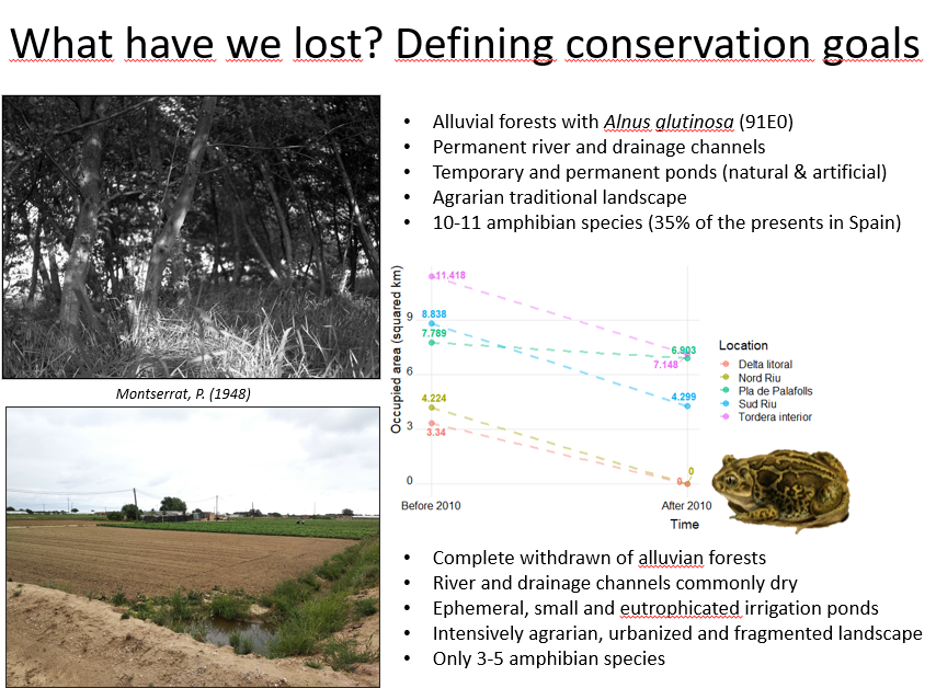 PochSantiago's tweet photo. 🧑‍💻Recupero la presentació al darrer International Pond Conference #PONDERFUL (2024)

Vam parlar del projecte de restauració de punts d'aigua a la Tordera: fites assolides i molts reptes al davant 🐸💦

Per qui en vulgui fer una lectura 👇
https://t.co/RcGmDecfl9 https://t.co/u6E8ohy75W