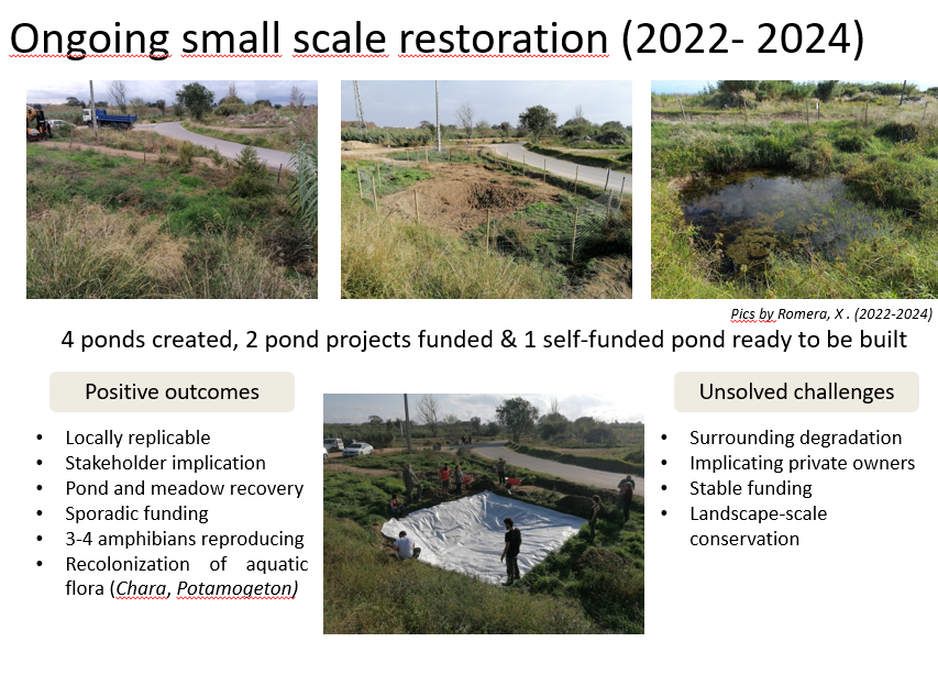 PochSantiago's tweet photo. 🧑‍💻Recupero la presentació al darrer International Pond Conference #PONDERFUL (2024)

Vam parlar del projecte de restauració de punts d'aigua a la Tordera: fites assolides i molts reptes al davant 🐸💦

Per qui en vulgui fer una lectura 👇
https://t.co/RcGmDecfl9 https://t.co/u6E8ohy75W