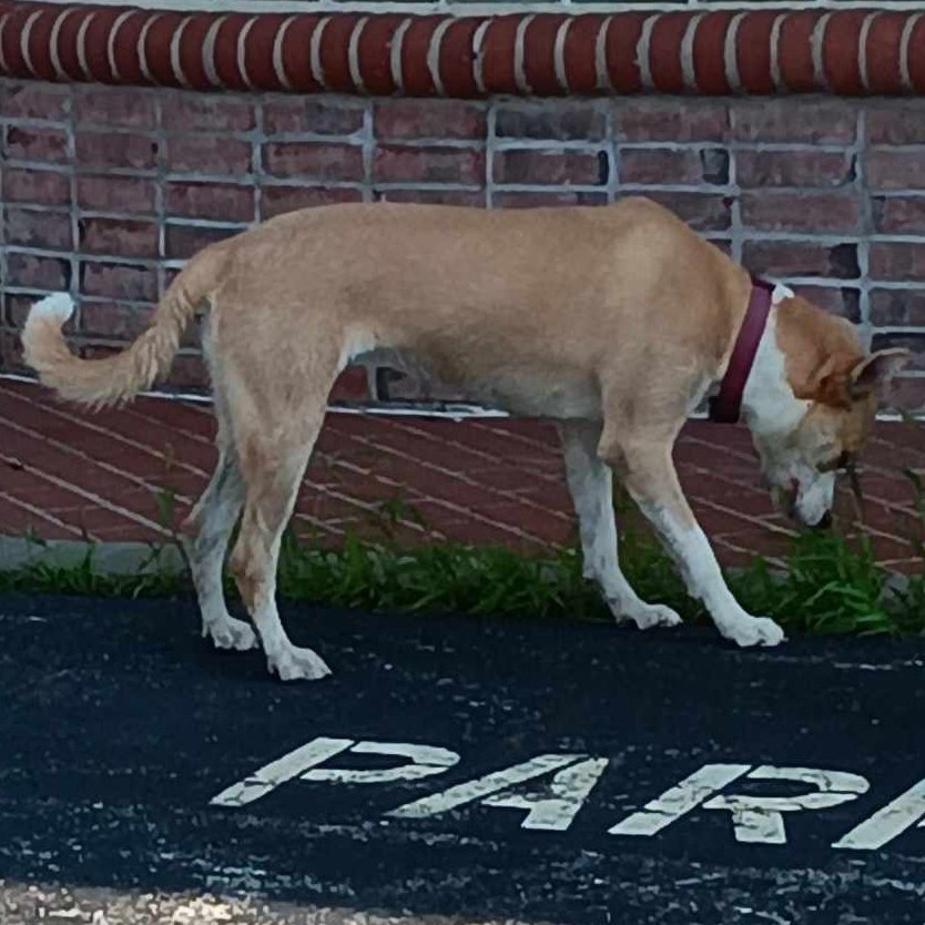 🚨LOST DOG🚨
Mac is a male 1-3yr. old tan &amp; brown lab mix that was last seen on Merrill Ave in Loves Park on 3/26/2024. 

👉Please call Devin at (815) 979-7325 or (779) 221-1132 with any information.
