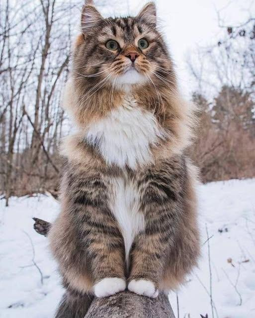 Those eyes are full of love and longing