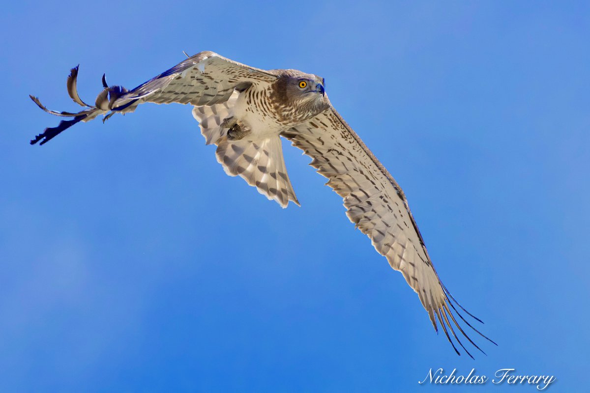 Short-Toed Eagle arriving to the shores of Gibraltar after a challenging crossing over the Straits.