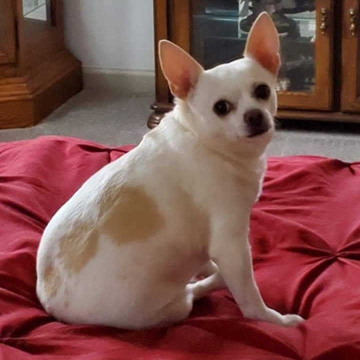 🚨LOST DOG🚨
Mya is a female 15+ yr old white (w/tan spots) Chihuahua that was last seen on the 700 block of W. Locust in Belvidere, IL on 3/20/2024. 

👉Please call Lea Madison at (815) 505-3474 or (815) 505-3474  with any information.