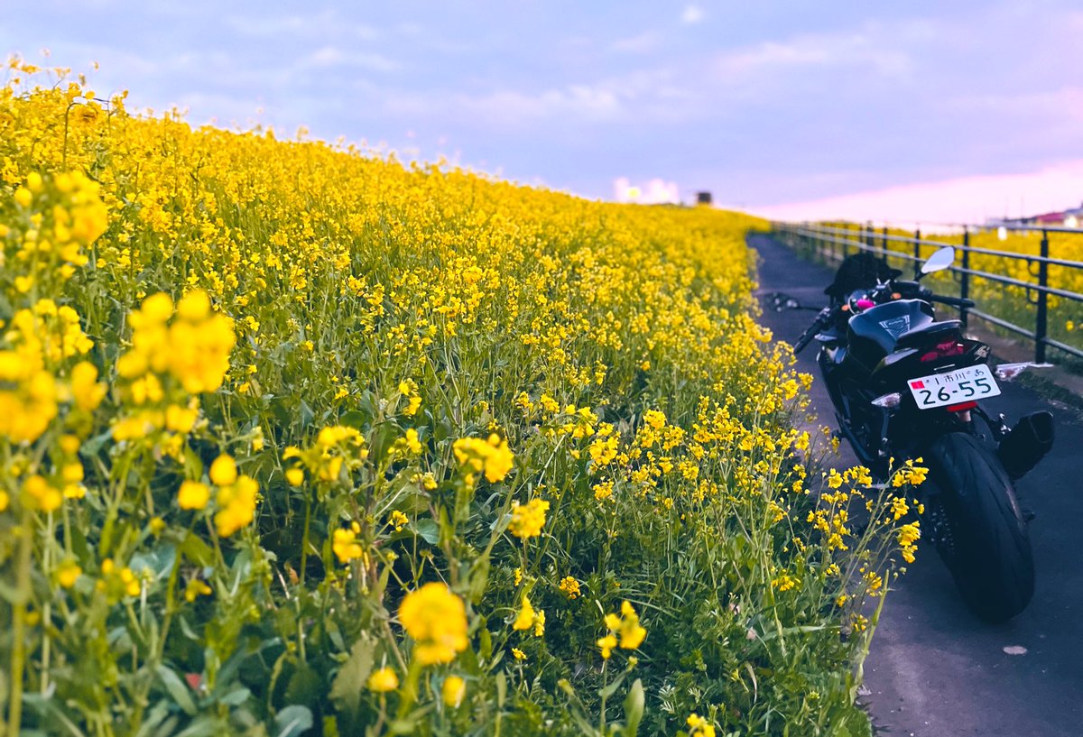 江戸川土手沿い🏁

ずーっと長く続く菜の花
幸せな気持ちで帰ってきました🕊️

三郷駅近くより🏍️🎶