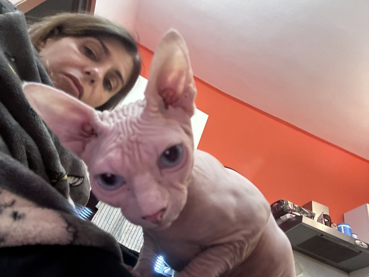VeronicaVasa's tweet photo. Ciao a tutti … Io sono Carrè. E da quando la mia mamma mi ha portata a casa 🏠, la sua vita è cambiata in meglio ! #sphynxkitten #sphynx #sphynxlovers https://t.co/2TMtARA4qQ