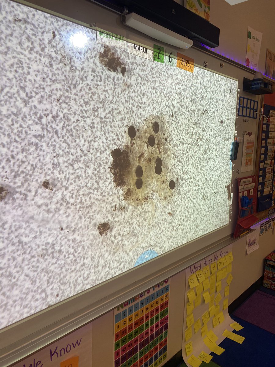 ms_vento12's tweet image. It’s MY favorite time of year!!!! First 🐸 then 🐣!!! Thank you @LexK5science for making learning so fun!!!!