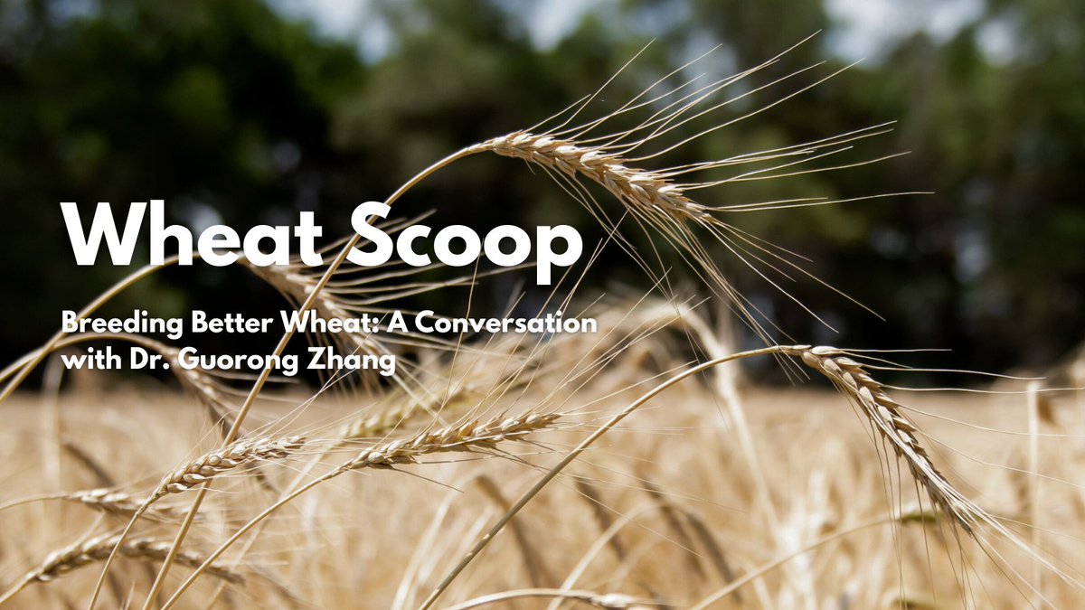 KansasWheat's tweet photo. ποΈ Dr. Guorong Zhang is breeding wheat that works for Kansas.
From drought tolerance to disease resistance, his research is reshaping the future of wheat.
πΎ Read or listen: https://t.co/WoTJrC7m2c
#WheatScoop #KStateAg #AgResearch #WheatWatch #KansasAg #WheatStrong https://t.co/hxLjkLdrQc