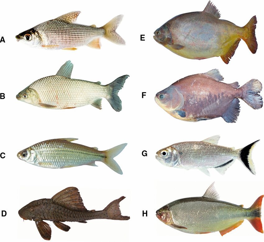 Nothing in ecology or evolution makes sense except in the light of a good taxonomy.