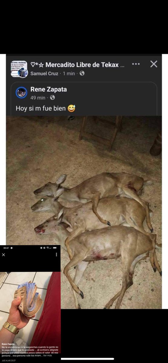 Tomás Martín tweet media