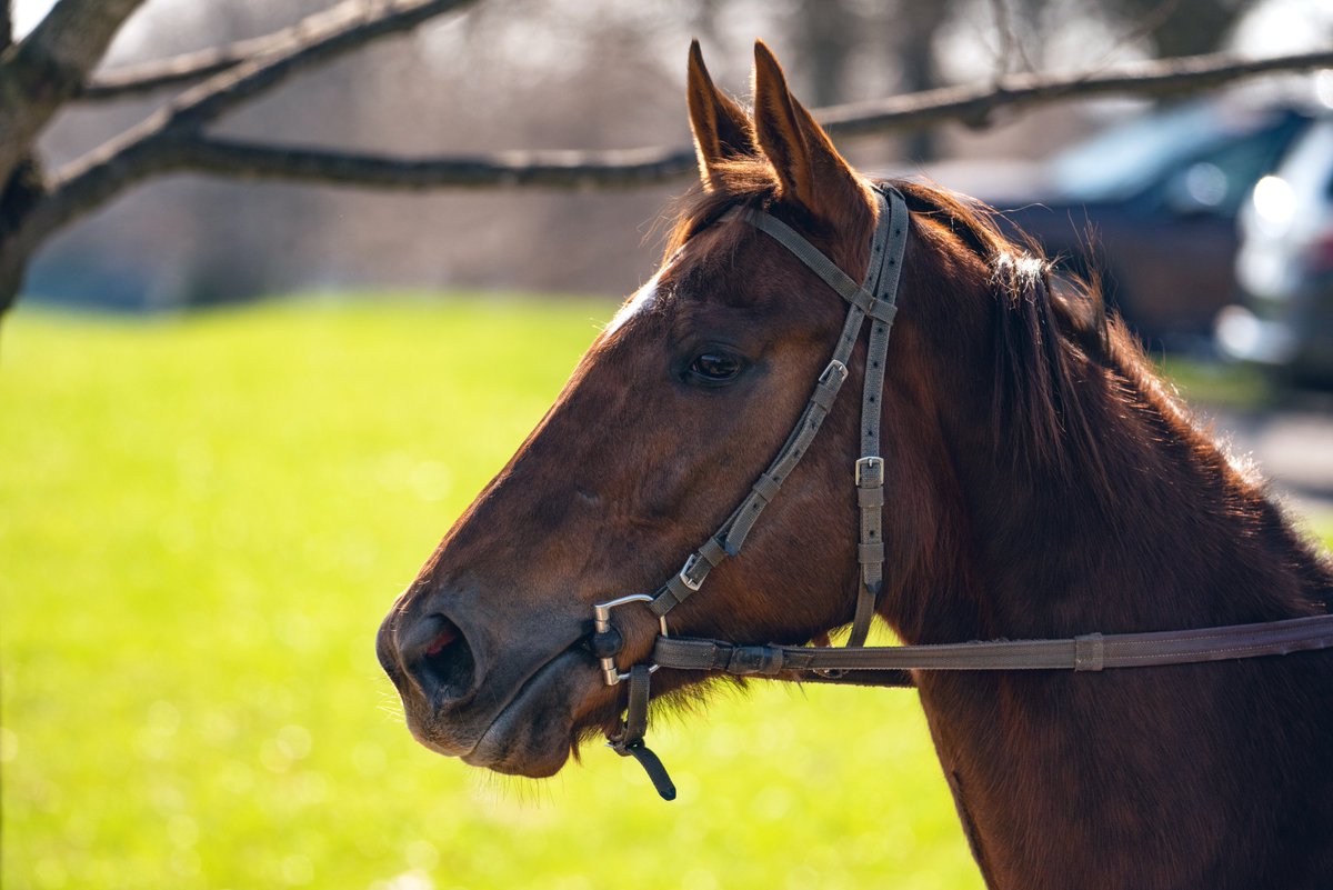 SilverSpringsKY's tweet image. Beautiful training day today! Big thanks to @roguewolf007 for getting us some nice shots of the horses. 💙 #SpringisNear