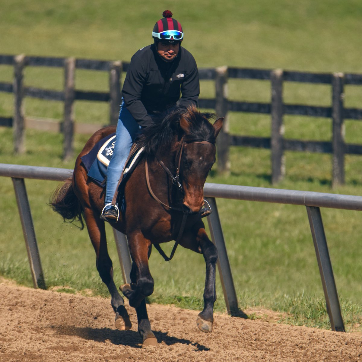 SilverSpringsKY's tweet image. Beautiful training day today! Big thanks to @roguewolf007 for getting us some nice shots of the horses. 💙 #SpringisNear