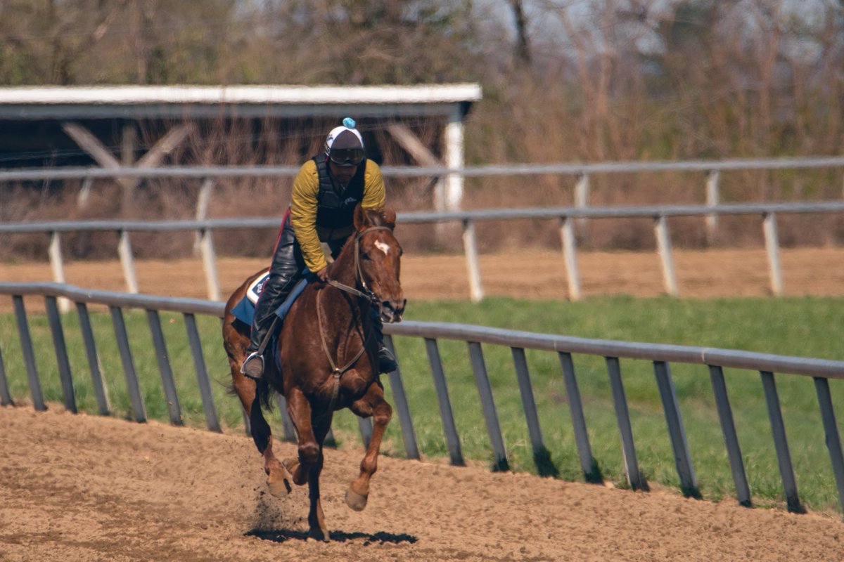 SilverSpringsKY's tweet image. Beautiful training day today! Big thanks to @roguewolf007 for getting us some nice shots of the horses. 💙 #SpringisNear