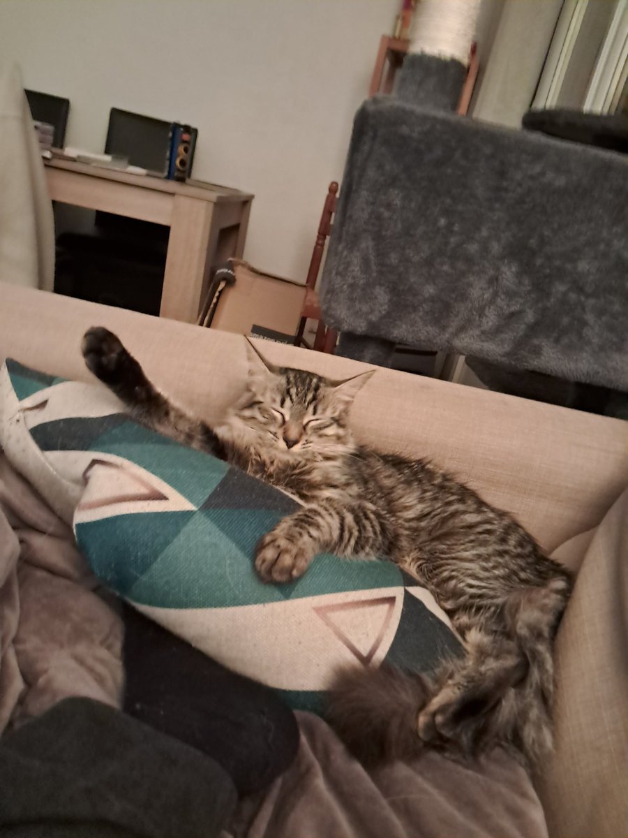 On a adopté un chat qui fait des saluts romains en dormant... 😔