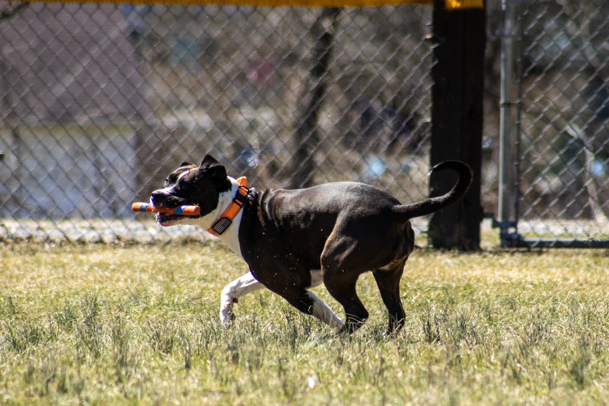ripka_lance's tweet photo. Stella is a Great Model, Here some pictures from last week.  If your looking to get photos for your pup let me know. Please, follow, like, and share. #outdoors #pitbull #boxermix  #dogs #photography https://t.co/eGX1GjwR16