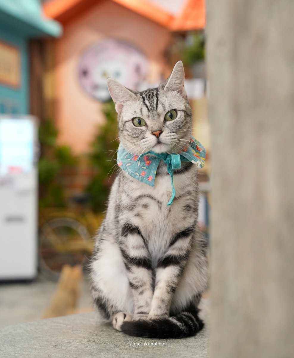 🐈 뭘보노? 모를보고있니 ?