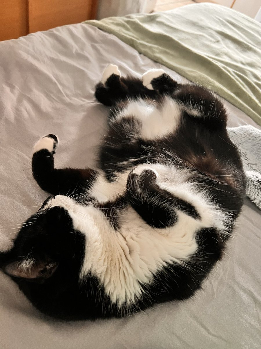 TropGagaDeSaga's tweet photo. Pas Saga qui fait la chorée de Thriller de Michael Jackson à chaque fois qu’elle dort sur le dos https://t.co/AUWr6ztU9i