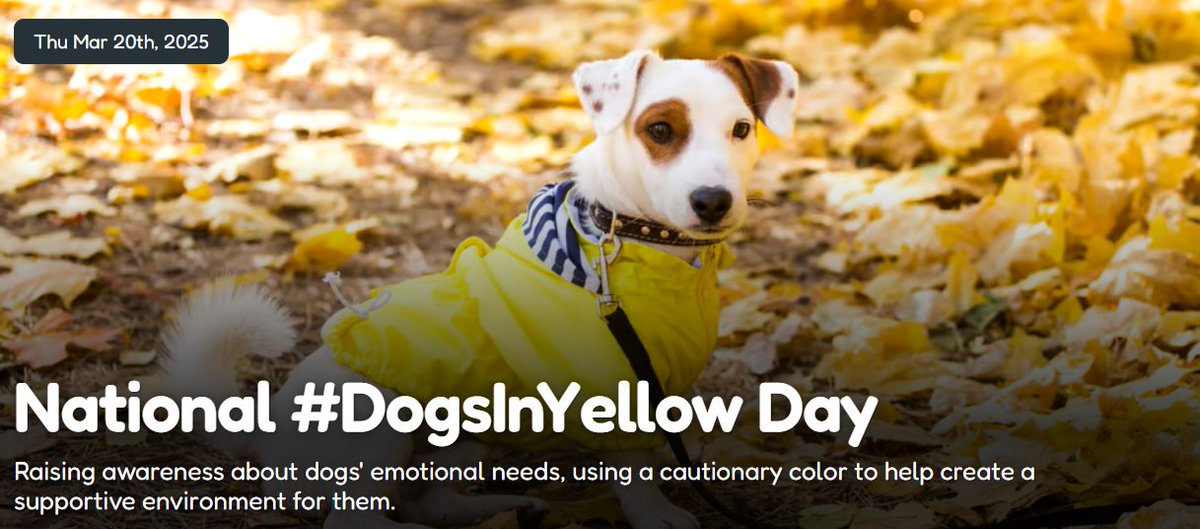 PersonalThai's tweet photo. Will you dress your dog in yellow? 20/3 #DogsInYellow Raising awareness and taking care around dogs who have anxiety, whether from trauma or other reasons. https://t.co/0xI1ep73OM