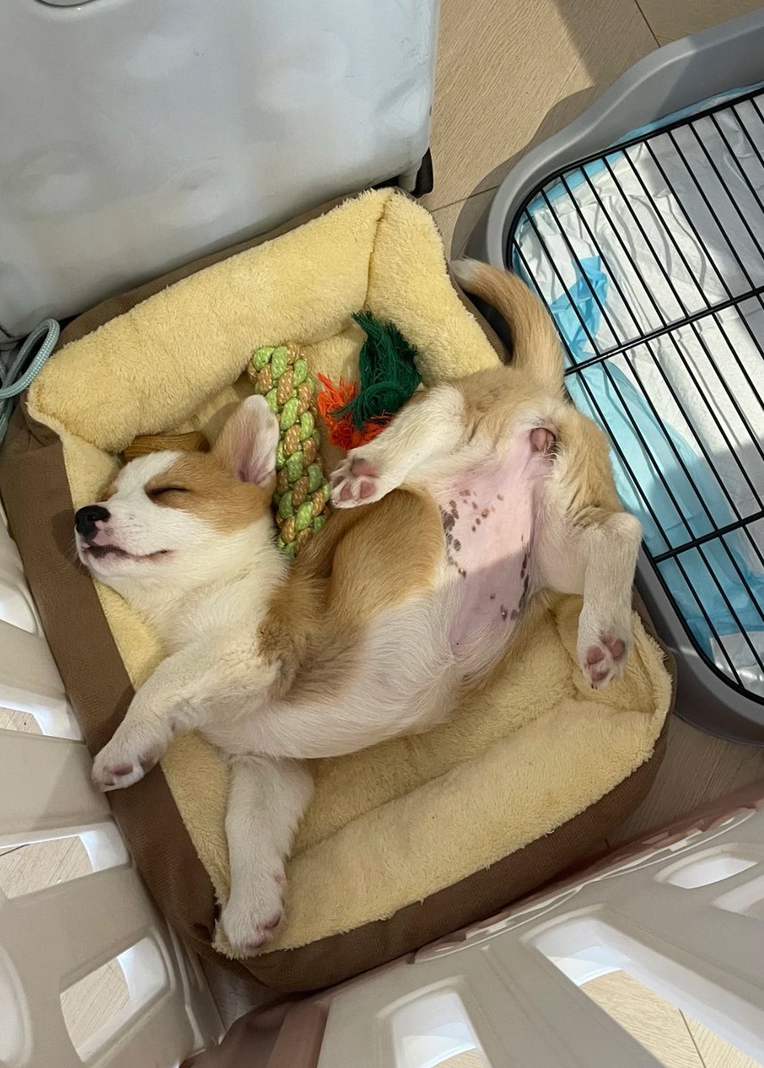 💖 (@twaniimals) on Twitter photo 