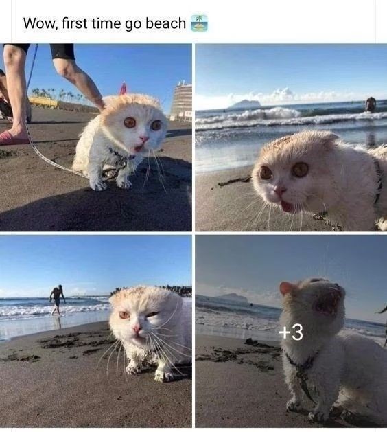 PostsOfCats's tweet photo. https://t.co/bZSl8mfE3K