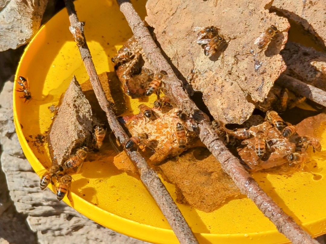 Honeybees are buzzing again. Hope they stick with the sugar water and stay off the hose valve