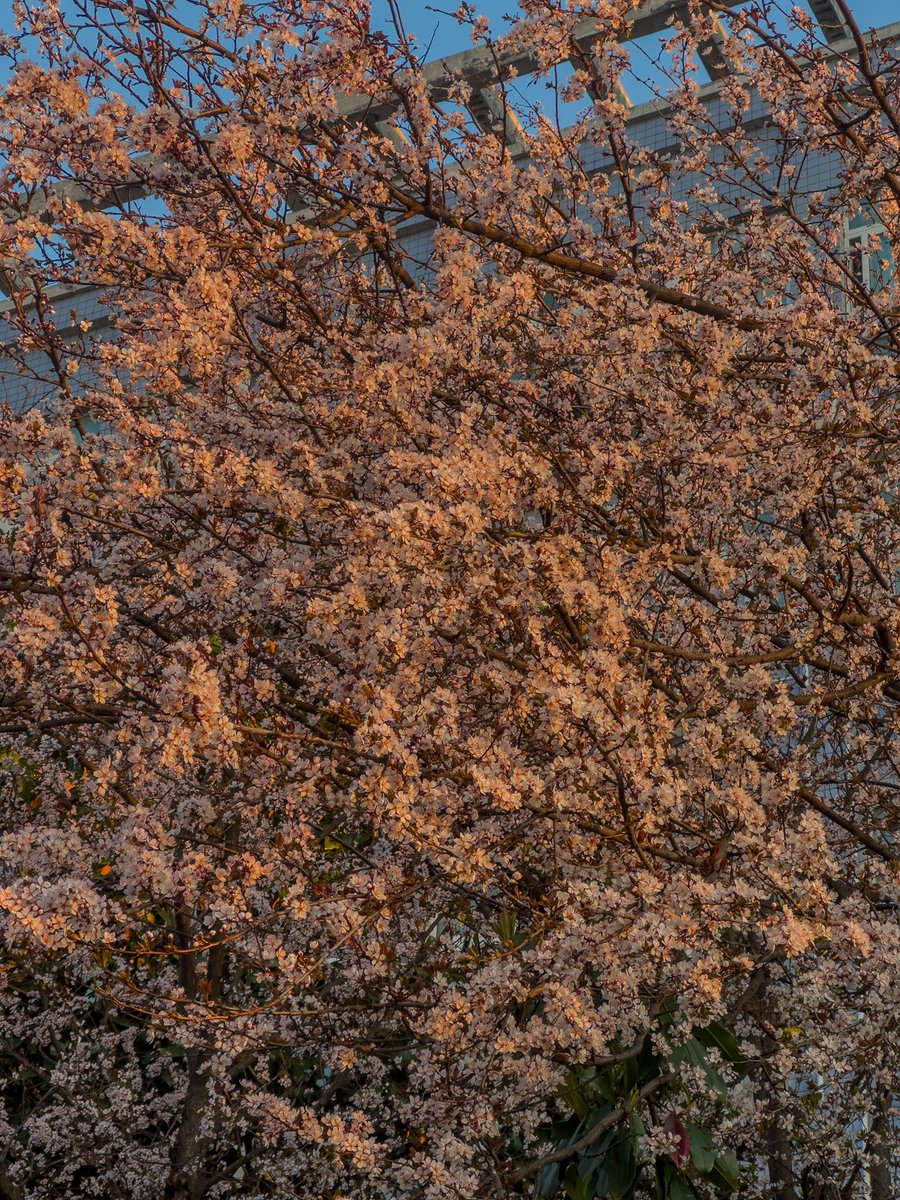 QingShi2500's tweet photo. this is the beauty of spring https://t.co/glWhN5pswU