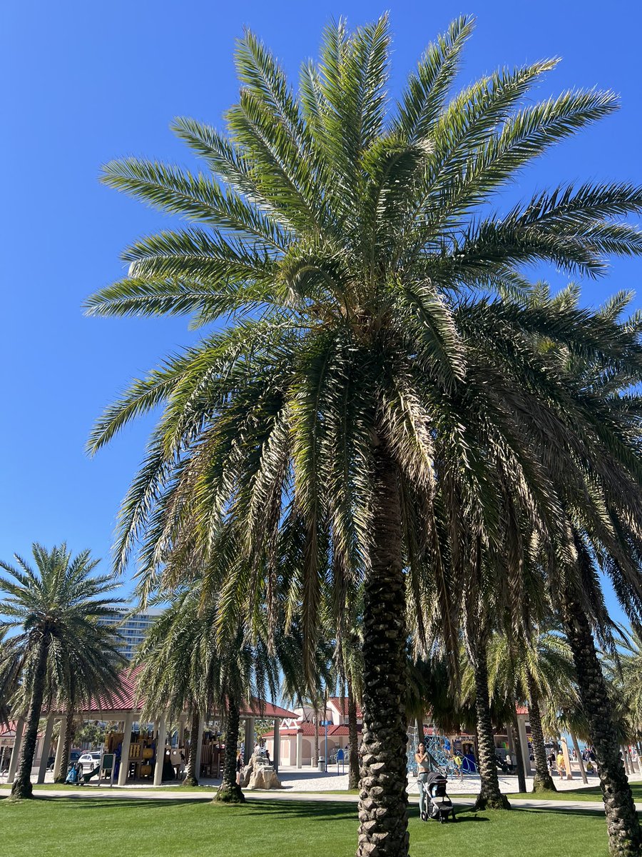 Beautiful Clearwater Florida 🌴