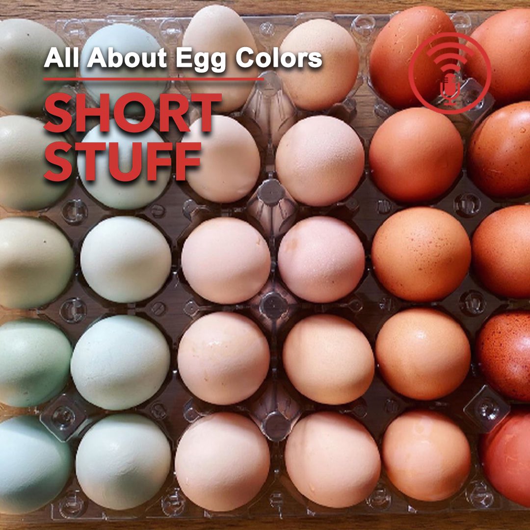 Everyone knows brown eggs are more natural than white eggs right? Except that's not true. In reality there is zero difference because it's just a genetic variation. Listen in to learn more!