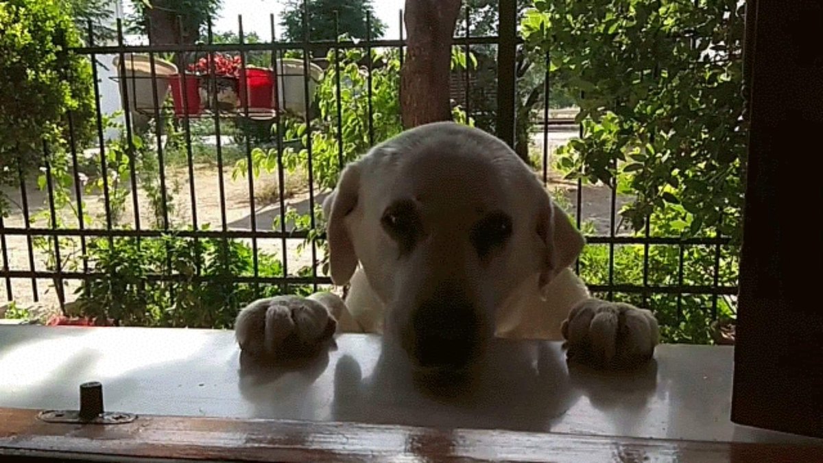 boturitter's tweet image. "Let me in! 🥺🐾" #dogsofinstagram #windowdog #cutepup #mansbestfriend