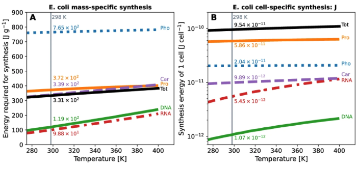 The E. coli genome is &gt;4 million base pairs. When a cell copies its genome, it pieces together each nucleotide, burning energy along the way.

Surely this costs the cell lots of energy, right? Well, not really. Estimates suggest it's 1.1% of the cell's total energy consumption.
