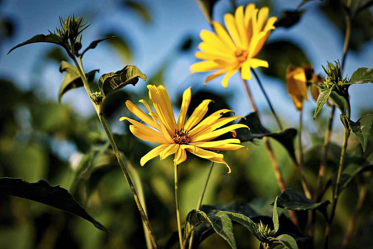 PEKHTography's tweet photo. Jerusalem artichokes are the sun’s secret admirers, always turning to catch its gaze 
#jerusalemartichoke #sunchoke #nature #yellow #blooms #garden #summer #flora #petals #outdoors #vibrant #sunshine https://t.co/LxX59Vmifg