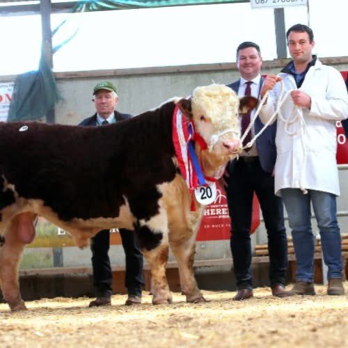 Irish Hereford Prime wants to encourage farmers to buy the best genetics possible by providing an extra finanicial incentive to purchasers at the Premier Hereford Spring Show &amp; Sale in Tullamore 22nd March. Wishing all sellers the very best as they showcase top-quality bulls 👏