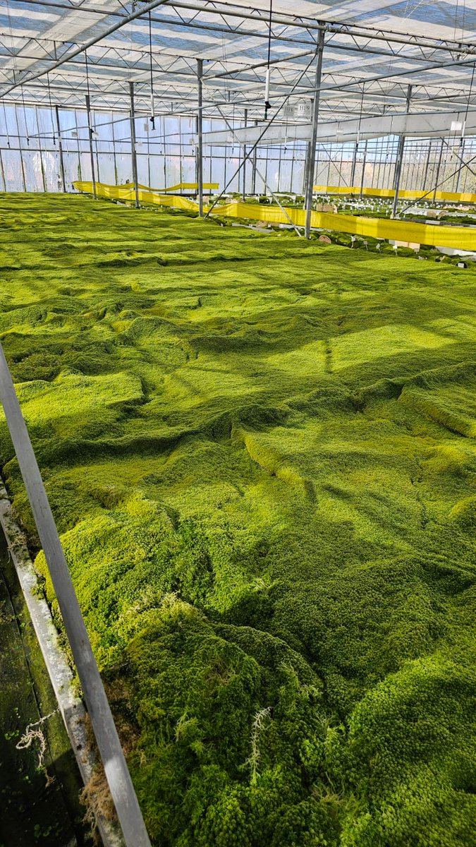 Yorkshire Peat Partnership - follow us on Bluesky (@ypp_peat) on Twitter photo Some of our colleagues got to go and visit <a href="/beadamoss/">BeadaMoss</a>, and let me tell you that nobody who had to stay in the office was jealous. No. Soon, some of this sphagnum will help to replant the #GreatNorthBog. Some of our colleagues got to go and visit <a href="/beadamoss/">BeadaMoss</a>, and let me tell you that nobody who had to stay in the office was jealous. No. Soon, some of this sphagnum will help to replant the #GreatNorthBog.