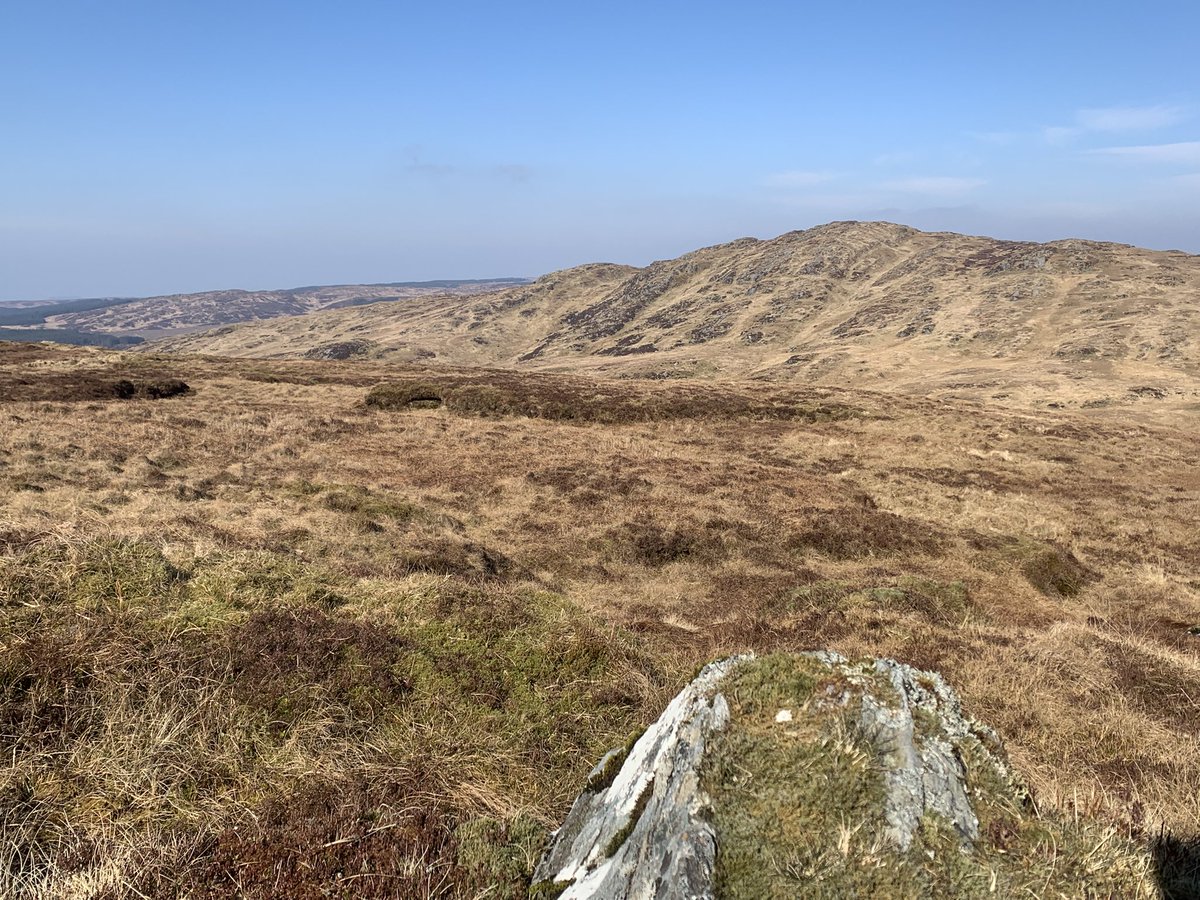 Eagley time of year. Loads of activity and some great action last 2 weeks. Both golden eagle nests appear active, suspect one pair on eggs already - Feb pretty benign. Support cast of hen harrier, peregrine and golden plover today was pretty good.
