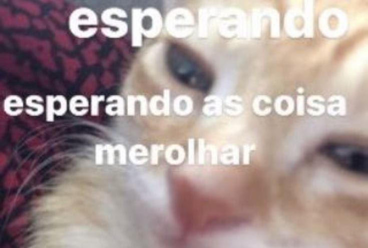 animais com frases aleatorias (@animaisfrases_) on Twitter photo 