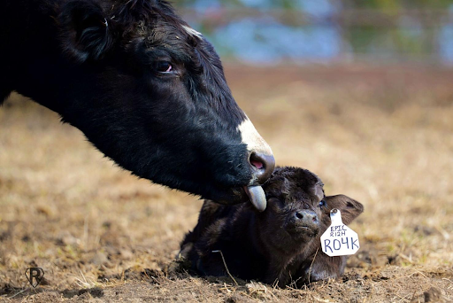 feedlotmagazine's tweet photo. For #spring #calving #cows, as the #barometric #pressure fell 1 to 3 days prior and then increased, along with the #temperature decreasing, there was an increase in the number of cows that calved.

https://t.co/yF2uaHp9S0 https://t.co/X8MbeWQlq8