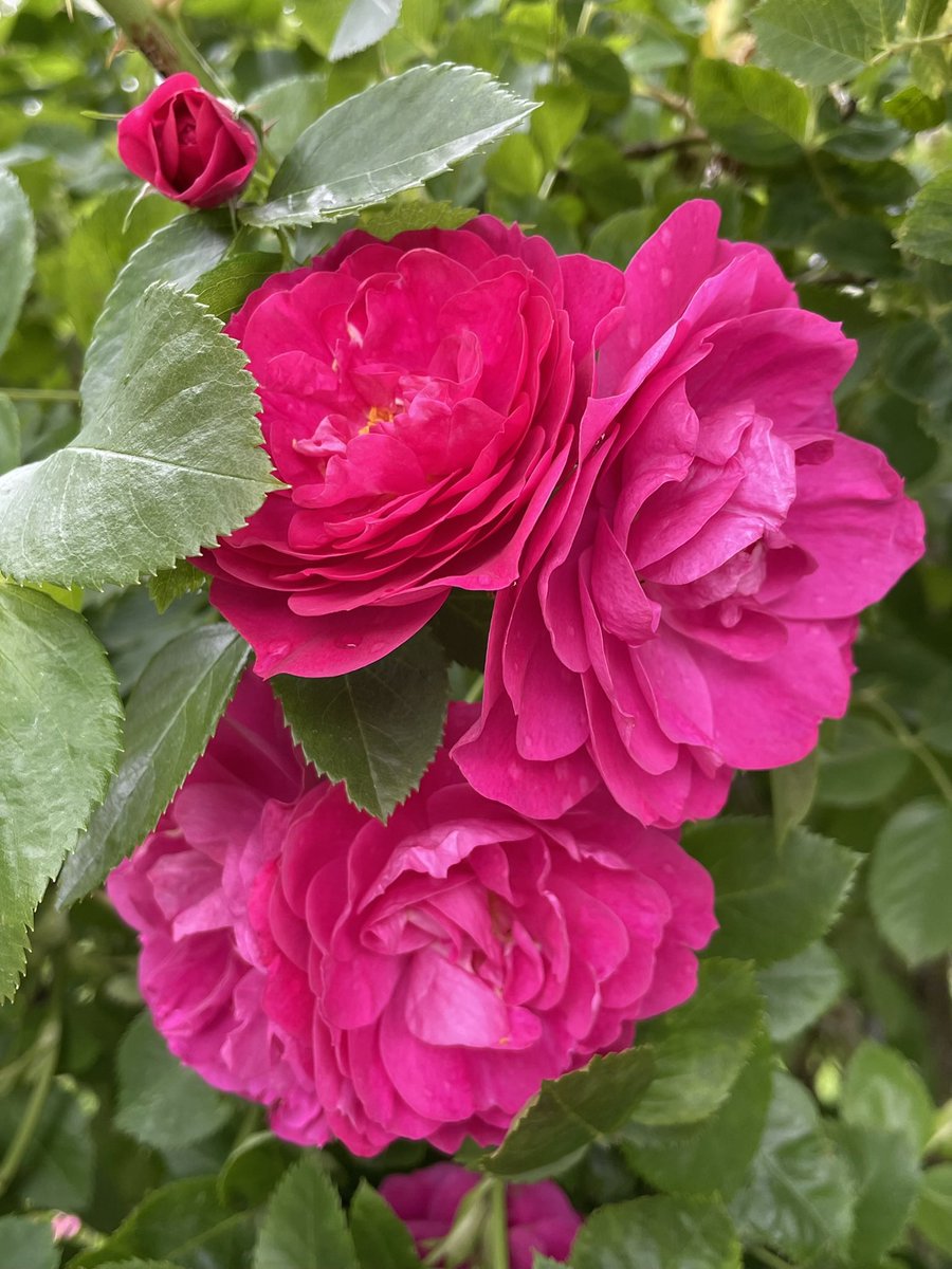 SandraBeeKind's tweet image. A symphony of petals blooming with joy 🌷

Every day is a day to be thankful. Life&apos;s abundance has no limit..
~ Ralph Marston 

#RoseWednsday #Roses
#BloomScrolling
#Gardening