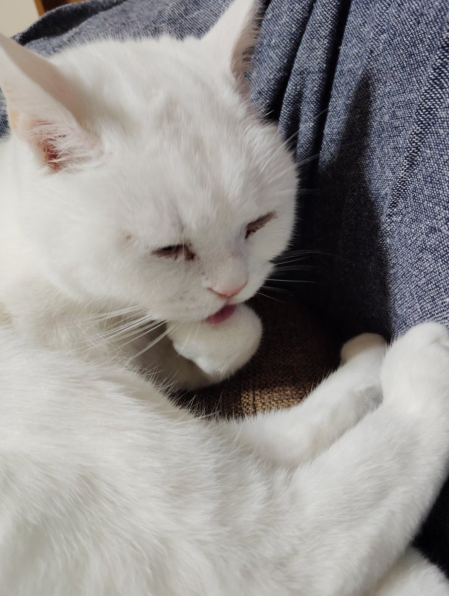mee_ponz's tweet photo. やり出したら止まらないのさ
白猫の入念な毛づくろい

#猫　#cat　#白猫　#スコティッシュフォールド　#猫好きさんと繋がりたい　#毛づくろい　#神経質 https://t.co/Q0b3lu16z6