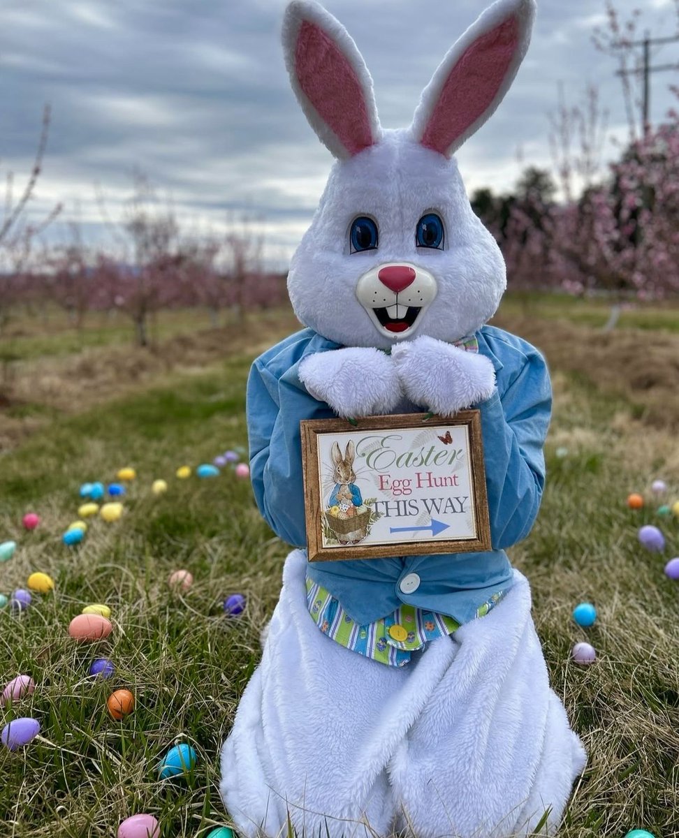 BuyLocalCville's tweet image. Spring has sprung, and the Easter Bunny is hopping into Chiles Peach Orchard on Saturday, April 19th! 

chilesfamilyorchards.com/calendar/hop-i…

#HopIntoSpring #EasterAtChiles #SpringtimeFun #CrozetVA #BuyLocal