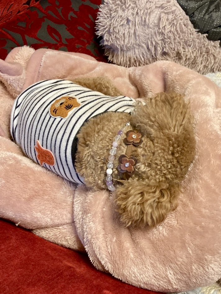 ChocoBelle_Leon's tweet photo. さむいので、でられません🐶

#ベルちゃん　#トイプードル　#トイプードル3歳 https://t.co/0gUqUklPBq
