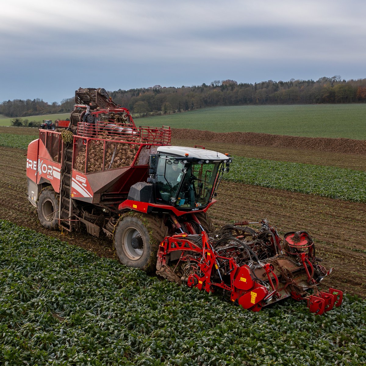 #sugarbeetsunday
Sugarbeet harvest in the UK with the REXOR 6200. 🌱
We can look back on a successful sugarbeet harvest in the UK! With the powerful REXOR, we got the beet out of the ground efficiently and gently. 💪

#GRIMMEGroup #sugarbeetsunday #rexor4you #rexor #sugarbeets